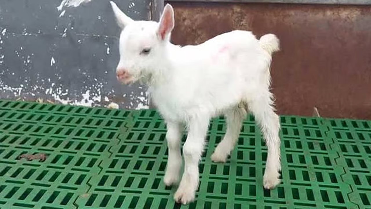 குளோனிங் முறையில் உருவாக்கப்பட்ட 6 ஆடுகள்!