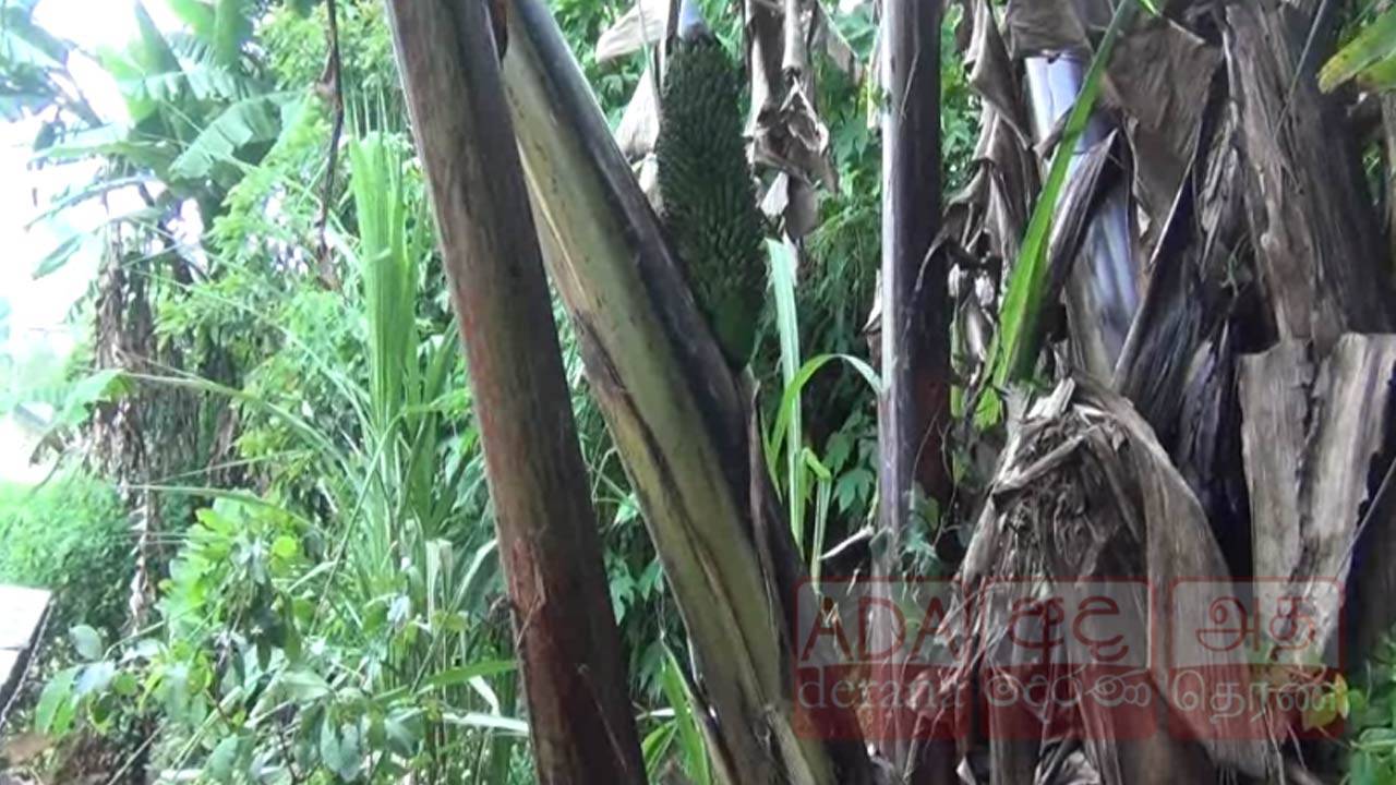 கொட்டகலையில் அதிசய வாழைமரம்!