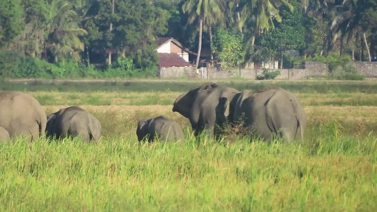 அம்பாறையில் யானைகளின் அணிவகுப்பு